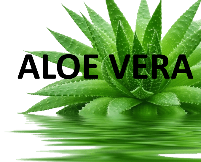 966155-aloe-vera-940x940-1-e1470825572419